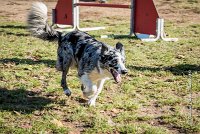 008 AGILITY ARGENTEUIL - GUAPA -6394 : 2016, 23 Octobre 2016, AGILITY ARGENTEUIL, BORDER COLLIE, D077, Dossard 77, GPF, GUAPA