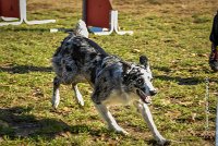 009 AGILITY ARGENTEUIL - GUAPA -6395 : 2016, 23 Octobre 2016, AGILITY ARGENTEUIL, BORDER COLLIE, Catégorie C, D077, Dossard 77, GPF, GUAPA