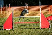 011 AGILITY ARGENTEUIL - GUAPA -6398 : 2016, 23 Octobre 2016, AGILITY ARGENTEUIL, BORDER COLLIE, D077, Dossard 77, GPF, GUAPA