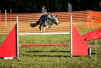 012 AGILITY ARGENTEUIL - GUAPA -6399 : 2016, 23 Octobre 2016, AGILITY ARGENTEUIL, BORDER COLLIE, D077, Dossard 77, GPF, GUAPA