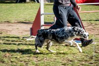 013 AGILITY ARGENTEUIL - GUAPA -6400 : 2016, 23 Octobre 2016, AGILITY ARGENTEUIL, BORDER COLLIE, D077, Dossard 77, GPF, GUAPA