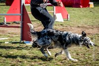 014 AGILITY ARGENTEUIL - GUAPA -6401 : 2016, 23 Octobre 2016, AGILITY ARGENTEUIL, BORDER COLLIE, D077, Dossard 77, GPF, GUAPA