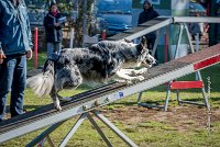 015 AGILITY ARGENTEUIL - GUAPA -6402 : 2016, 23 Octobre 2016, AGILITY ARGENTEUIL, BORDER COLLIE, D077, Dossard 77, GPF, GUAPA