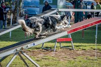 016 AGILITY ARGENTEUIL - GUAPA -6403 : 2016, 23 Octobre 2016, AGILITY ARGENTEUIL, BORDER COLLIE, D077, Dossard 77, GPF, GUAPA