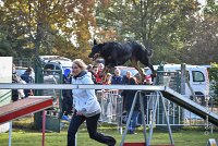 001 AGILITY ARGENTEUIL - GWENDIE -5848 : 2016, 23 Octobre 2016, AGILITY ARGENTEUIL, BERGER DE BEAUCE, Catégorie C, D051, Dossard 51, GPF, GWENDIE