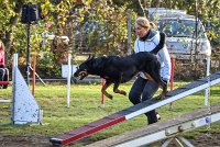 002 AGILITY ARGENTEUIL - GWENDIE -5850 : 2016, 23 Octobre 2016, AGILITY ARGENTEUIL, BERGER DE BEAUCE, Catégorie C, D051, Dossard 51, GPF, GWENDIE