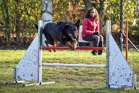 003 AGILITY ARGENTEUIL - GWENDIE -5852 : 2016, 23 Octobre 2016, AGILITY ARGENTEUIL, BERGER DE BEAUCE, Catégorie C, D051, Dossard 51, GPF, GWENDIE