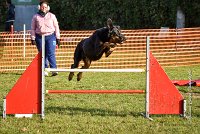 006 AGILITY ARGENTEUIL - GWENDIE -5856 : 2016, 23 Octobre 2016, AGILITY ARGENTEUIL, BERGER DE BEAUCE, Catégorie C, D051, Dossard 51, GPF, GWENDIE