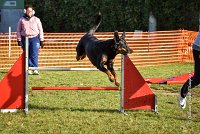 007 AGILITY ARGENTEUIL - GWENDIE -5857 : 2016, 23 Octobre 2016, AGILITY ARGENTEUIL, BERGER DE BEAUCE, Catégorie C, D051, Dossard 51, GPF, GWENDIE