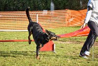 008 AGILITY ARGENTEUIL - GWENDIE -5858 : 2016, 23 Octobre 2016, AGILITY ARGENTEUIL, BERGER DE BEAUCE, Catégorie C, D051, Dossard 51, GPF, GWENDIE