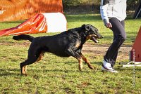 009 AGILITY ARGENTEUIL - GWENDIE -5859 : 2016, 23 Octobre 2016, AGILITY ARGENTEUIL, BERGER DE BEAUCE, Catégorie C, D051, Dossard 51, GPF, GWENDIE