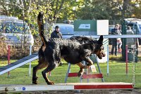 010 AGILITY ARGENTEUIL - GWENDIE -5860 : 2016, 23 Octobre 2016, AGILITY ARGENTEUIL, BERGER DE BEAUCE, Catégorie C, D051, Dossard 51, GPF, GWENDIE