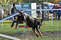 011 AGILITY ARGENTEUIL - GWENDIE -5861 : 2016, 23 Octobre 2016, AGILITY ARGENTEUIL, BERGER DE BEAUCE, Catégorie C, D051, Dossard 51, GPF, GWENDIE