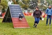 001 AGILITY ARGENTEUIL - HAPPIE -4728 : 2016, 23 Octobre 2016, AGILITY ARGENTEUIL, Catégorie A, D035, Dossard 35, GPF, HAPPIE