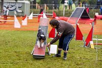 004 AGILITY ARGENTEUIL - HAPPIE -4732 : 2016, 23 Octobre 2016, AGILITY ARGENTEUIL, Catégorie A, D035, Dossard 35, GPF, HAPPIE