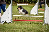 005 AGILITY ARGENTEUIL - HAPPIE -6602 : 2016, 23 Octobre 2016, 2ème degré, AGILITY ARGENTEUIL, Catégorie A, HAPPIE