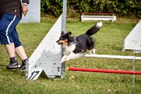 006 AGILITY ARGENTEUIL - HAPPIE -6603 : 2016, 23 Octobre 2016, 2ème degré, AGILITY ARGENTEUIL, Catégorie A, HAPPIE