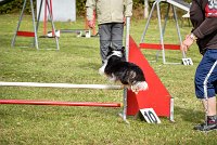 007 AGILITY ARGENTEUIL - HAPPIE -6604 : 2016, 23 Octobre 2016, 2ème degré, AGILITY ARGENTEUIL, Catégorie A, HAPPIE