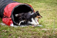 008 AGILITY ARGENTEUIL - HAPPIE -6605 : 2016, 23 Octobre 2016, 2ème degré, AGILITY ARGENTEUIL, Catégorie A, HAPPIE