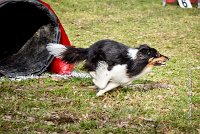 009 AGILITY ARGENTEUIL - HAPPIE -6606 : 2016, 23 Octobre 2016, 2ème degré, AGILITY ARGENTEUIL, Catégorie A, HAPPIE