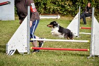 010 AGILITY ARGENTEUIL - HAPPIE -6607 : 2016, 23 Octobre 2016, 2ème degré, AGILITY ARGENTEUIL, Catégorie A, HAPPIE