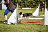 011 AGILITY ARGENTEUIL - HAPPIE -6608 : 2016, 23 Octobre 2016, 2ème degré, AGILITY ARGENTEUIL, Catégorie A, HAPPIE