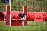 014 AGILITY ARGENTEUIL - HAPPIE -6611 : 2016, 23 Octobre 2016, 2ème degré, AGILITY ARGENTEUIL, Catégorie A, HAPPIE