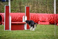 015 AGILITY ARGENTEUIL - HAPPIE -6612 : 2016, 23 Octobre 2016, 2ème degré, AGILITY ARGENTEUIL, Catégorie A, HAPPIE