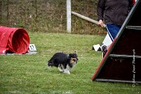 016 AGILITY ARGENTEUIL - HAPPIE -6613 : 2016, 23 Octobre 2016, 2ème degré, AGILITY ARGENTEUIL, Catégorie A, HAPPIE