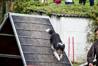 017 AGILITY ARGENTEUIL - HAPPIE -6614 : 2016, 23 Octobre 2016, 2ème degré, AGILITY ARGENTEUIL, Catégorie A, HAPPIE