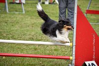 019 AGILITY ARGENTEUIL - HAPPIE -6616 : 2016, 23 Octobre 2016, 2ème degré, AGILITY ARGENTEUIL, Catégorie A, HAPPIE