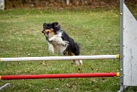 021 AGILITY ARGENTEUIL - HAPPIE -6619 : 2016, 23 Octobre 2016, 2ème degré, AGILITY ARGENTEUIL, Catégorie A, HAPPIE