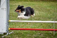 022 AGILITY ARGENTEUIL - HAPPIE -6620 : 2016, 23 Octobre 2016, 2ème degré, AGILITY ARGENTEUIL, Catégorie A, HAPPIE