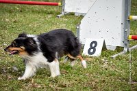 023 AGILITY ARGENTEUIL - HAPPIE -6621 : 2016, 23 Octobre 2016, 2ème degré, AGILITY ARGENTEUIL, Catégorie A, HAPPIE