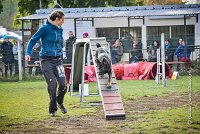 002 AGILITY ARGENTEUIL - HARLEM -5527 : 2016, 23 Octobre 2016, AGILITY ARGENTEUIL, BERGER ALLEMAND, Catégorie C, D110, Dossard 110, GPF, HARLEM, MOLIN Céline