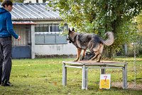 008 AGILITY ARGENTEUIL - HARLEM -5537 : 2016, 23 Octobre 2016, AGILITY ARGENTEUIL, BERGER ALLEMAND, Catégorie C, D110, Dossard 110, GPF, HARLEM, MOLIN Céline