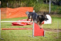 011 AGILITY ARGENTEUIL - HARLEM -5543 : 2016, 23 Octobre 2016, AGILITY ARGENTEUIL, BERGER ALLEMAND, Catégorie C, D110, Dossard 110, GPF, HARLEM, MOLIN Céline