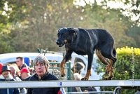 001 AGILITY ARGENTEUIL - HELLS BELLS -5640 : 2016, 23 Octobre 2016, AGILITY ARGENTEUIL, BERGER DE BEAUCE, Catégorie C, D132, Dossard 132, GPF, HELLS BELLS, MILLOT Isabelle