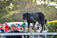 002 AGILITY ARGENTEUIL - HELLS BELLS -5641 : 2016, 23 Octobre 2016, AGILITY ARGENTEUIL, BERGER DE BEAUCE, Catégorie C, D132, Dossard 132, GPF, HELLS BELLS, MILLOT Isabelle