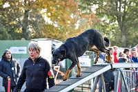 003 AGILITY ARGENTEUIL - HELLS BELLS -5642 : 2016, 23 Octobre 2016, AGILITY ARGENTEUIL, BERGER DE BEAUCE, Catégorie C, D132, Dossard 132, GPF, HELLS BELLS, MILLOT Isabelle