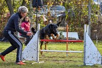 005 AGILITY ARGENTEUIL - HELLS BELLS -5644 : 2016, 23 Octobre 2016, AGILITY ARGENTEUIL, BERGER DE BEAUCE, Catégorie C, D132, Dossard 132, GPF, HELLS BELLS, MILLOT Isabelle