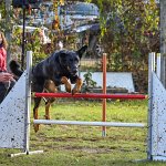 006 AGILITY ARGENTEUIL - HELLS BELLS -5644 : 1x1, 2016, 23 Octobre 2016, AGILITY ARGENTEUIL, BERGER DE BEAUCE, Catégorie C, D132, Dossard 132, GPF, HELLS BELLS, MILLOT Isabelle