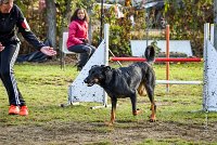 007 AGILITY ARGENTEUIL - HELLS BELLS -5645 : 2016, 23 Octobre 2016, AGILITY ARGENTEUIL, BERGER DE BEAUCE, Catégorie C, D132, Dossard 132, GPF, HELLS BELLS, MILLOT Isabelle