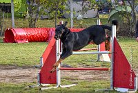 008 AGILITY ARGENTEUIL - HELLS BELLS -5647 : 2016, 23 Octobre 2016, AGILITY ARGENTEUIL, BERGER DE BEAUCE, Catégorie C, D132, Dossard 132, GPF, HELLS BELLS, MILLOT Isabelle