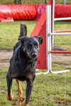 009 AGILITY ARGENTEUIL - HELLS BELLS -5648 : 2016, 23 Octobre 2016, AGILITY ARGENTEUIL, BERGER DE BEAUCE, Catégorie C, D132, Dossard 132, GPF, HELLS BELLS, MILLOT Isabelle