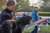 011 AGILITY ARGENTEUIL - HELLS BELLS -5650 : 2016, 23 Octobre 2016, AGILITY ARGENTEUIL, BERGER DE BEAUCE, Catégorie C, D132, Dossard 132, GPF, HELLS BELLS, MILLOT Isabelle