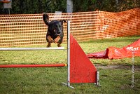 012 AGILITY ARGENTEUIL - HELLS BELLS -5651 : 2016, 23 Octobre 2016, AGILITY ARGENTEUIL, BERGER DE BEAUCE, Catégorie C, D132, Dossard 132, GPF, HELLS BELLS, MILLOT Isabelle