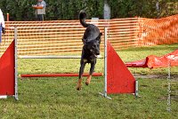 013 AGILITY ARGENTEUIL - HELLS BELLS -5652 : 2016, 23 Octobre 2016, AGILITY ARGENTEUIL, BERGER DE BEAUCE, Catégorie C, D132, Dossard 132, GPF, HELLS BELLS, MILLOT Isabelle