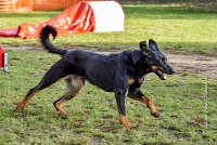 014 AGILITY ARGENTEUIL - HELLS BELLS -5653 : 2016, 23 Octobre 2016, AGILITY ARGENTEUIL, BERGER DE BEAUCE, Catégorie C, D132, Dossard 132, GPF, HELLS BELLS, MILLOT Isabelle