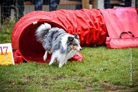 002 AGILITY ARGENTEUIL - HOBI -5096 : 2016, 23 Octobre 2016, AGILITY ARGENTEUIL, Catégorie B, Chien de berger Shetland, Club FREPILLON - SCCF, D034, Dossard 34, GPF, HOBI, Michèle ANDRIEU